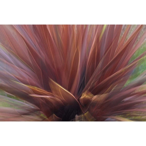 USA, Oregon, Portland Abstract of red flax plant